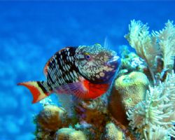 "Say Cheese!" - Stoplight parrotfish in Roatan, Honduras.... by George Smorse 